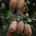 रिवर्स माइग्रेशन और आधुनिक कृषि से बदल रही उत्तराखंड के सुदूर जनपद बागेश्वर की तस्वीर